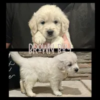 Brown Boy, a male Golden Retriever for sale in Clay City, IL – Photo 2 of 7