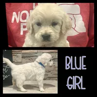 Blue Girl, a female Golden Retriever for sale in Clay City, IL – Photo 2 of 7