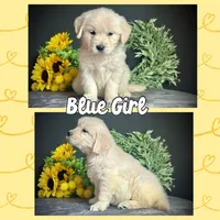 Blue Girl, a female Golden Retriever for sale in Clay City, IL – Photo 1 of 7