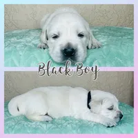 Black Boy, a male Golden Retriever for sale in Clay City, IL – Photo 3 of 6