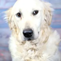 Black Boy, a male Golden Retriever for sale in Clay City, IL – Photo 5 of 6