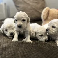 Black Boy, a male Golden Retriever for sale in Clay City, IL – Photo 4 of 6