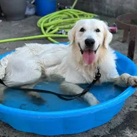 Black Boy, a male Golden Retriever for sale in Clay City, IL – Photo 6 of 6