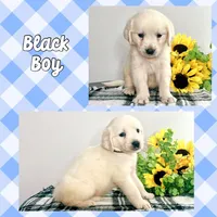 Black Boy, a male Golden Retriever for sale in Clay City, IL – Photo 2 of 6