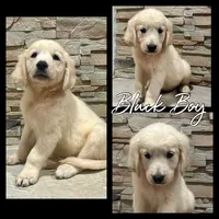 Black Boy, a male Golden Retriever for sale in Clay City, IL – Photo 1 of 6