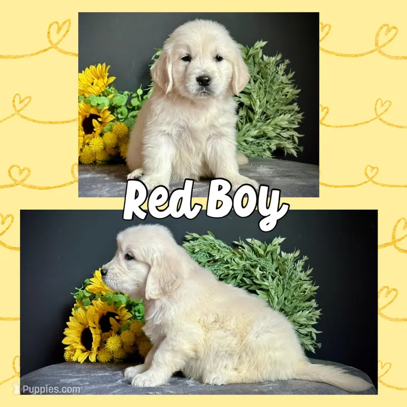 Red Boy, a male Golden Retriever for sale in Clay City, IL – Photo 1 of 7