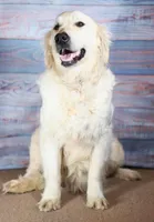 Red Boy, a male Golden Retriever for sale in Clay City, IL – Photo 7 of 7