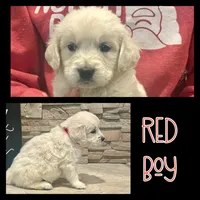 Red Boy, a male Golden Retriever for sale in Clay City, IL – Photo 2 of 7