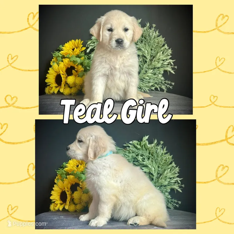 Teal Girl, a female Golden Retriever for sale in Clay City, IL – Photo 1 of 7