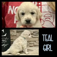 Teal Girl, a female Golden Retriever for sale in Clay City, IL – Photo 2 of 7