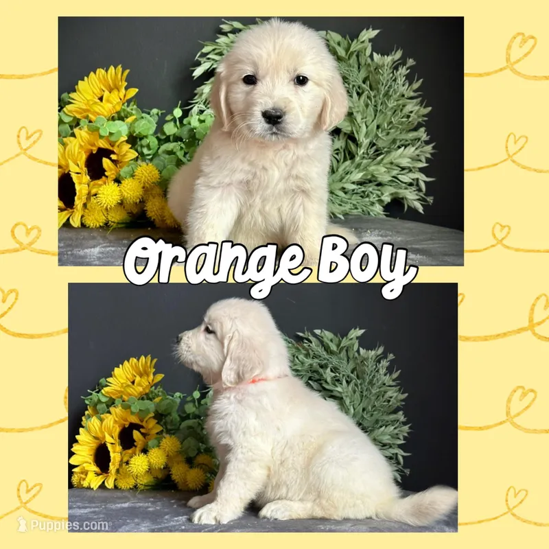 Orange Boy