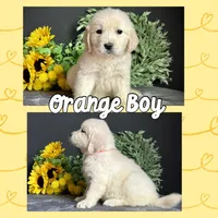 Orange Boy, a male Golden Retriever for sale in Clay City, IL – Photo 1 of 7