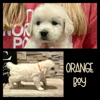 Orange Boy, a male Golden Retriever for sale in Clay City, IL – Photo 2 of 7