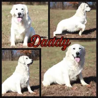 Orange Boy, a male Golden Retriever for sale in Clay City, IL – Photo 6 of 7