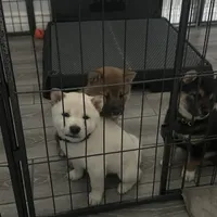 Kenji, a male Shiba Inu for sale in Mesa, AZ – Photo 4 of 5