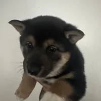 Kenji, a male Shiba Inu for sale in Mesa, AZ – Photo 1 of 5