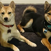 Kenji, a male Shiba Inu for sale in Mesa, AZ – Photo 3 of 5