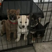 Kenji, a male Shiba Inu for sale in Mesa, AZ – Photo 5 of 5