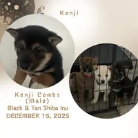 Kenji, a male Shiba Inu for sale in Mesa, AZ – Photo 2 of 5