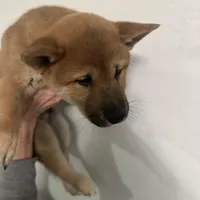 Shiro, a male Shiba Inu for sale in Mesa, AZ – Photo 8 of 9