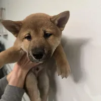 Shiro, a male Shiba Inu for sale in Mesa, AZ – Photo 7 of 9