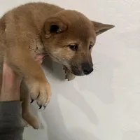 Shiro, a male Shiba Inu for sale in Mesa, AZ – Photo 9 of 9