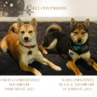 Shiro, a male Shiba Inu for sale in Mesa, AZ – Photo 6 of 9