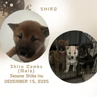 Shiro, a male Shiba Inu for sale in Mesa, AZ – Photo 5 of 9
