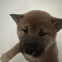 Shiro, a male Shiba Inu for sale in Mesa, AZ – Photo 2 of 9