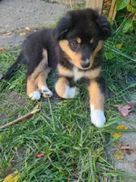 Rosie, a female Australian Shepherd for sale in Algonac, MI – 2 of 7