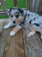 Nobby, a female Australian Shepherd for sale in Algonac, MI – 3 of 4