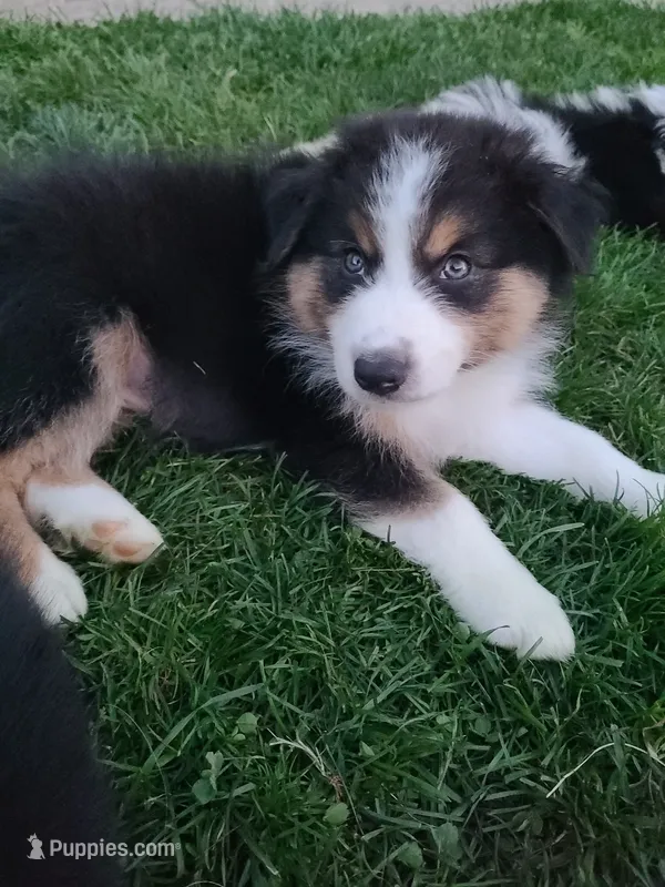 Buddy – Australian Shepherd puppy for sale in Algonac, MI