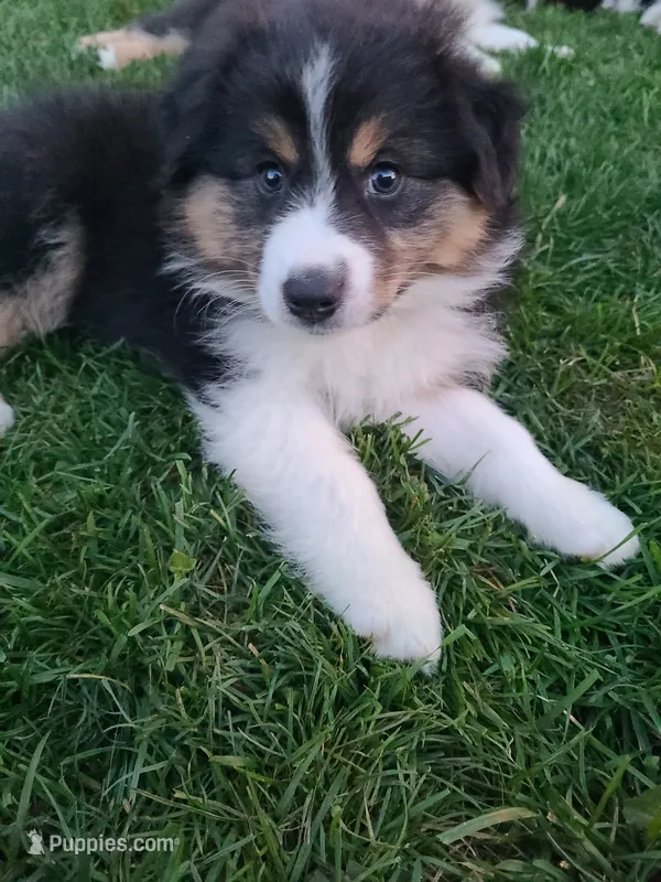 Girlfriend – Australian Shepherd puppy for sale in Algonac, MI