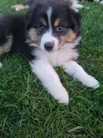 Girlfriend, a female Australian Shepherd for sale in Algonac, MI – 1 of 2