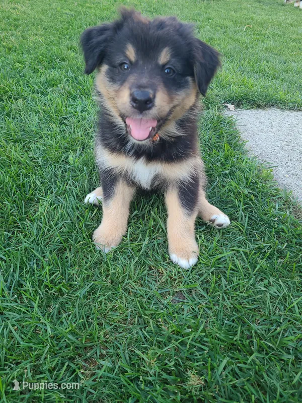 Teddy – Australian Shepherd puppy for sale in Algonac, MI