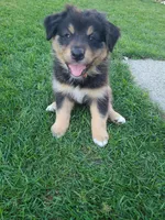 Teddy, a male Australian Shepherd for sale in Algonac, MI – 1 of 3