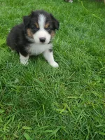 Buddy, a male Australian Shepherd for sale in Algonac, MI – 4 of 4
