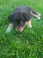 Rosie, a female Australian Shepherd for sale in Algonac, MI – 2 of 3