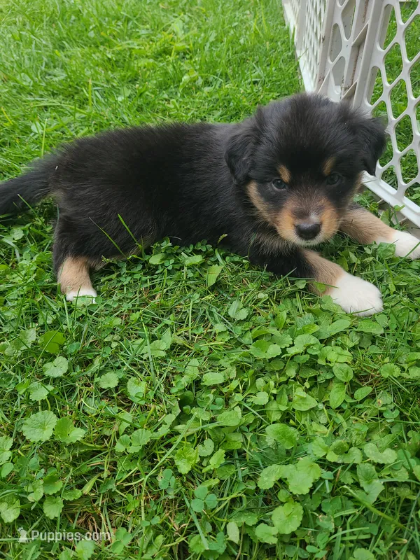 Rosie – Australian Shepherd puppy for sale in Algonac, MI