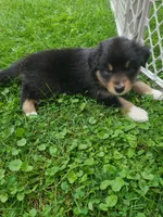 Rosie, a female Australian Shepherd for sale in Algonac, MI – 1 of 3