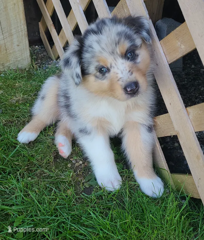 Nobby – Australian Shepherd puppy for sale in Algonac, MI