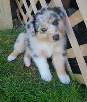 Nobby, a female Australian Shepherd for sale in Algonac, MI – 1 of 4