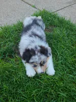Chunk, a male Australian Shepherd for sale in Algonac, MI – 3 of 3