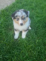 Chunk, a male Australian Shepherd for sale in Algonac, MI – 2 of 3