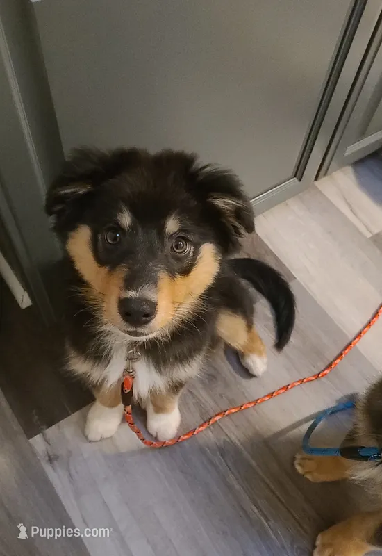 Rosie – Australian Shepherd puppy for sale in Algonac, MI
