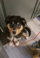 Rosie, a female Australian Shepherd for sale in Algonac, MI – 1 of 7