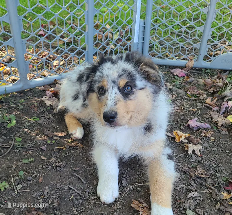 Nobby – Australian Shepherd puppy for sale in Algonac, MI