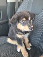 Teddy, a male Australian Shepherd for sale in Algonac, MI – 6 of 7