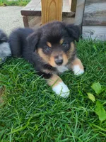 Rosie, a female Australian Shepherd for sale in Algonac, MI – 3 of 3