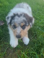 Nobby, a female Australian Shepherd for sale in Algonac, MI – 2 of 4